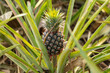 Pineapple grows on a plantation in Thailand