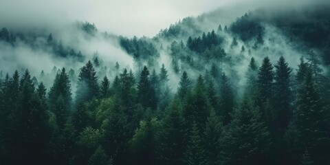 Canvas Print - Timeless Charm: Embracing the Beauty of Misty Landscapes and Retro Fir Forests