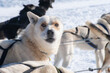 Brown and white sled dog, harnessed and ready, against snowy bac