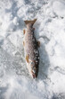 Fresh trout on snowy surface, a chilly catch