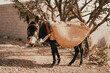A donkey in the countryside of Morocco