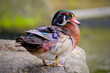 Male wood Duck perched on a pond