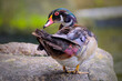 Male wood Duck perched on a pond