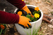 gloved hands planting marigolds in planter