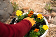 gloved hand planting marigolds in garden