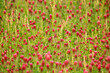 Dense crimson clover blooms in a vibrant spring meadow