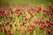 Soft focus on vibrant crimson clover in a lush meadow