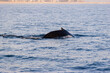Humpback whale surfacing near coast, clear day in Monterey