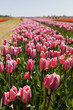 Vibrant pink tulips in sunlit springtime bloom.