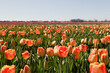 Vibrant red and orange tulips in full bloom under clear sky.