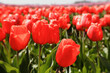 Sunlit field of vibrant red tulips.