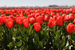 Vibrant red tulips under clear blue sky.