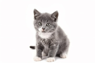 Canvas Print - a small gray kitten sitting on a white surface