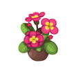 Primevère Primula flower in a pot on a white background, hand drawing vector in cartoon.