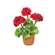 Geranium. Red flower in a pot on a white background, hand drawing vector in cartoon.