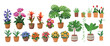 Large set of indoor plants and flowers. Set of flowers in pots on a white background, hand drawing vector in cartoon.