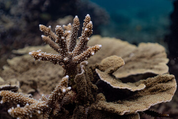 starfish and coral