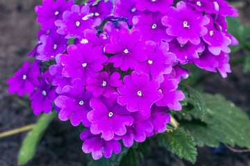 Wall Mural - Verbena flowers growing on a flower bed in summer.