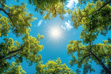 Wall Mural - beautiful green forest on a sunny day professional photography