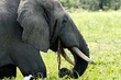 African elephant (Loxodonta africana) Liwonde National Park. Malawi. Africa.