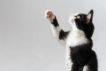 Canvas Print - a black and white cat reaching up to catch a ball