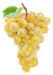 Bunch of white table grapes with grape leaf. File contains clipping path.