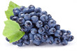 Cluster of dark blue grape with grape leaves on white background.