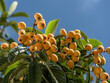 Plenty of loquats fruits between green foliage on tree and blue clear sky at the background.