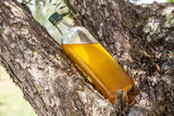Fototapeta  - Bottle of olive oil is on olive tree branch in the garden. Blurred nature background.