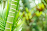 Fototapeta  - Bokeh green bamboo culms and leaves. Light green tropical summer pattern or background.