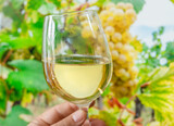 Fototapeta  - Glass of white wine in man hand and cluster of grapes on vine at the background.