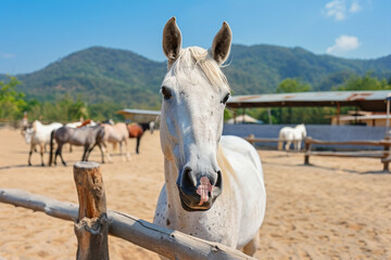 Wall Mural - a white horse standing next to a wooden fence