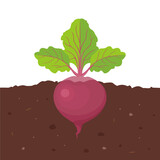 Fototapeta  - Beetroot growing in soil. Vector cartoon flat illustration of garden root vegetable.