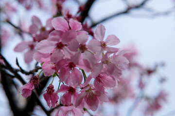 Pink petals of cherry blossom tree in Taipei Taiwan.