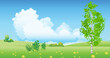 Landscape with a lonely birch tree in the field in the summer season. Realistic style vector illustration.