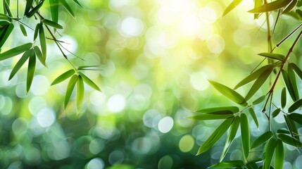  fresh green bamboo leaves isolated on blurred abstract sunny background banner 