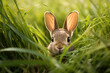Cute wild bunny hiding in tall grass