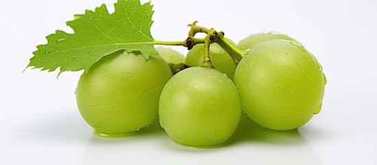 A ripe and succulent green gooseberry dripping with moisture stands alone on a white backdrop with empty areas for additional content