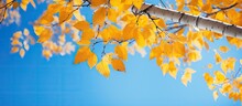 Autumn Foliage Of A Yellow Birch Against A Vibrant Blue Sky Serves As A Picturesque Backdrop Ample Copy Space Is Available For Inserting Text