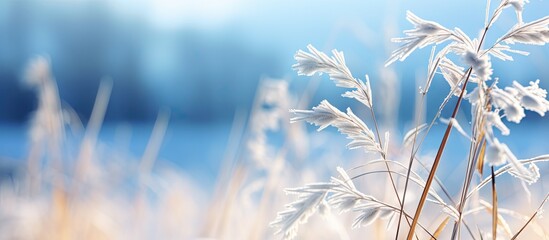 Canvas Print - Winter scenery with a dry plant set against a snowy background The serene cold atmosphere creates a peaceful setting Ideal for adding text in the copy space image