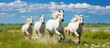 © Ilgun - A group of white horses one adult and two adolescents can be seen running swiftly across a vibrant green meadow in Camargue The image provides ample space for copy