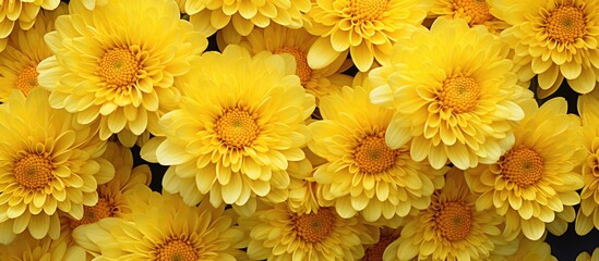 Poster - Autumn brings a lush display of yellow chrysanthemum flowers creating a beautiful copy space image