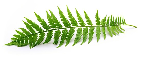 Poster - Isolated on a white background with clipping path the Paco fern leaf Diplazium esculentum is a small vegetable fern also known as the vegetable fern. Copy space image