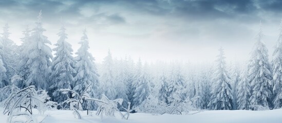 Wall Mural - Snow covered tree branches in a winter forest create a blurry close up photo with a copy space image Perfect for a Christmas background