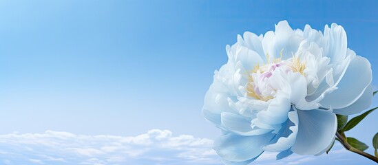 Poster - Close up of a stunning peony blossom with a light blue backdrop offering ample copy space for text