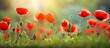 Low angle side view of backlit red poppy flowers in a green field with a close up that highlights the vibrant colors Copy space image