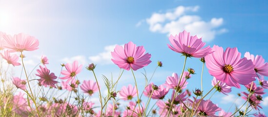 Poster - Morning view of pink cosmos flowers against a blue sky with a blurred background providing ample copy space for images