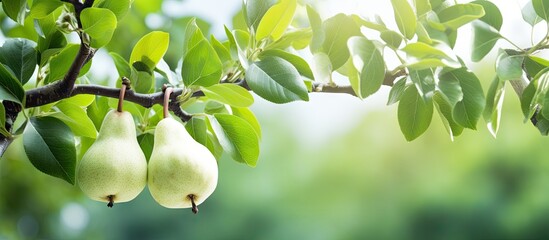 Poster - A pear tree branch with white navels and young leaves growing organically in the garden creating a picturesque copy space image on the farm