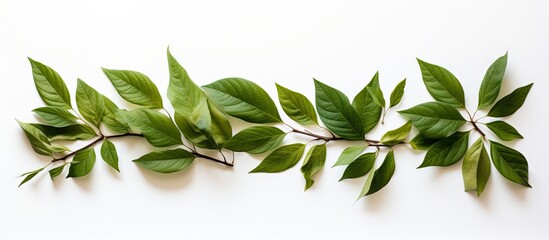Wall Mural - the image features leaves beautifully arranged within the frame against a clean white background off