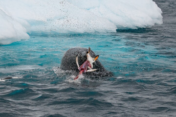 Wall Mural - Leopard seal predates on penguin in Antarctica